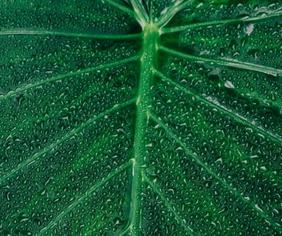 Leaf with dew drops