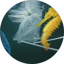 sea horse with plastic pollution